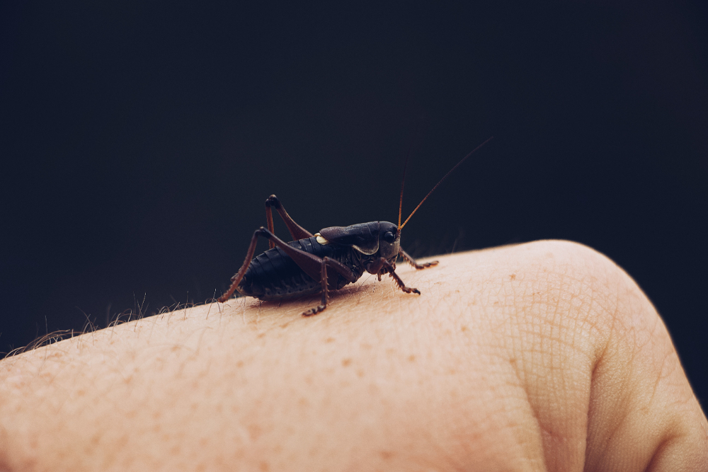 evitar que entre bicho em casa